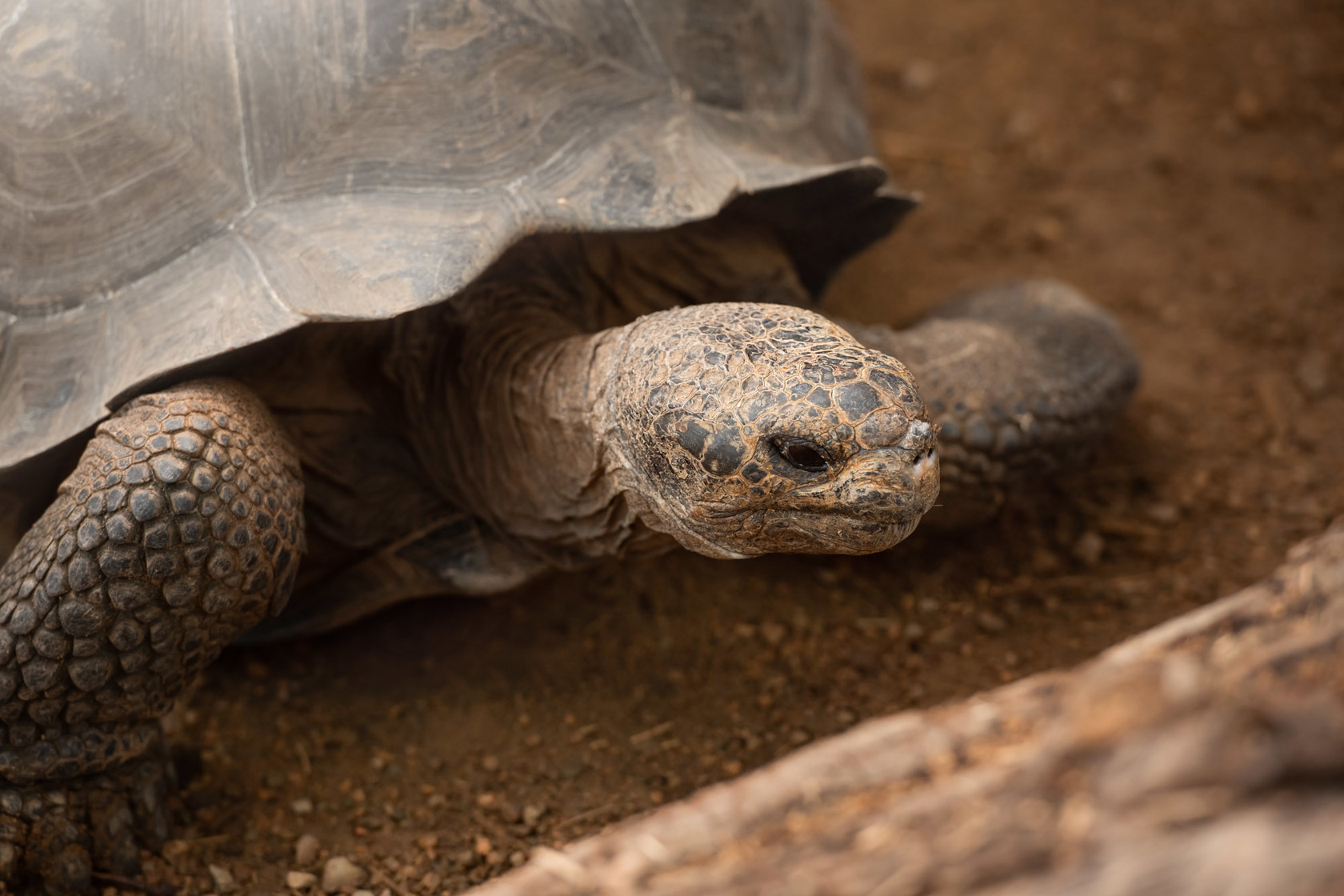 Galapagos Giant Tortoise 2021 04