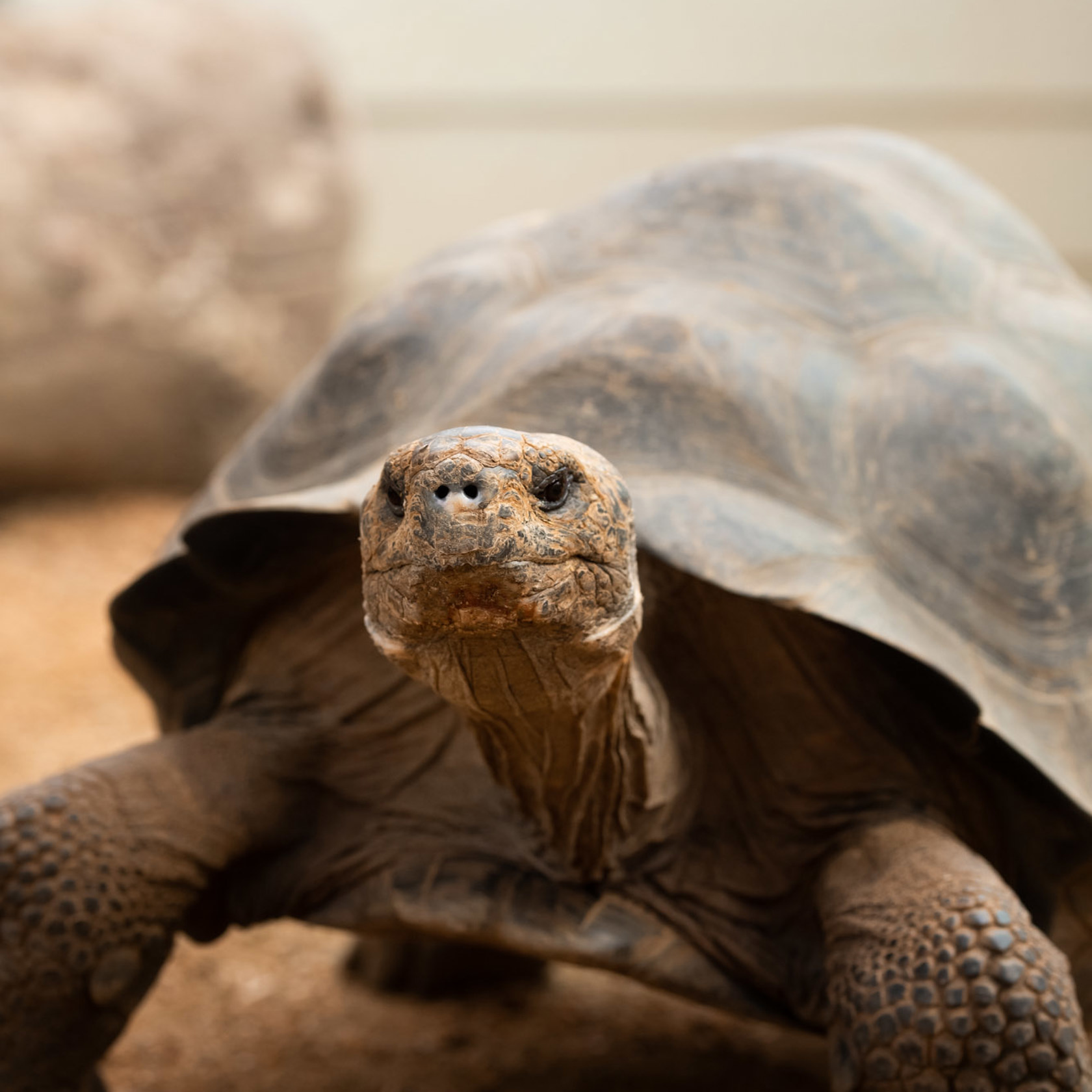 Galapagos Giant Tortoise 2021 01