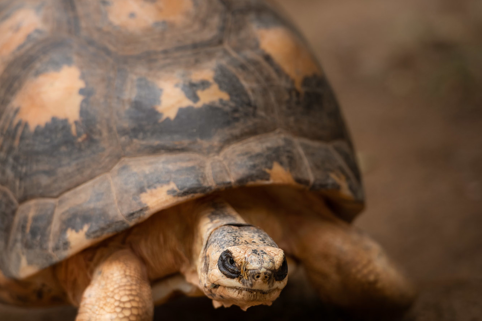 Radiated Tortoise 2021 04