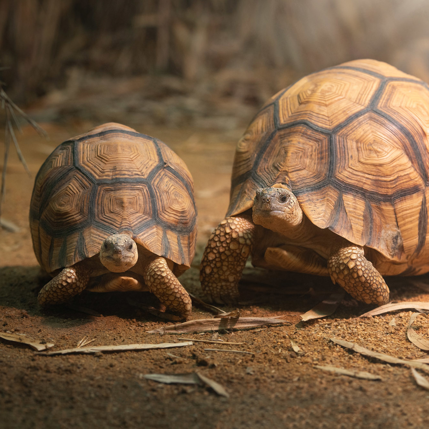 Ploughshare Tortoise 2021 05