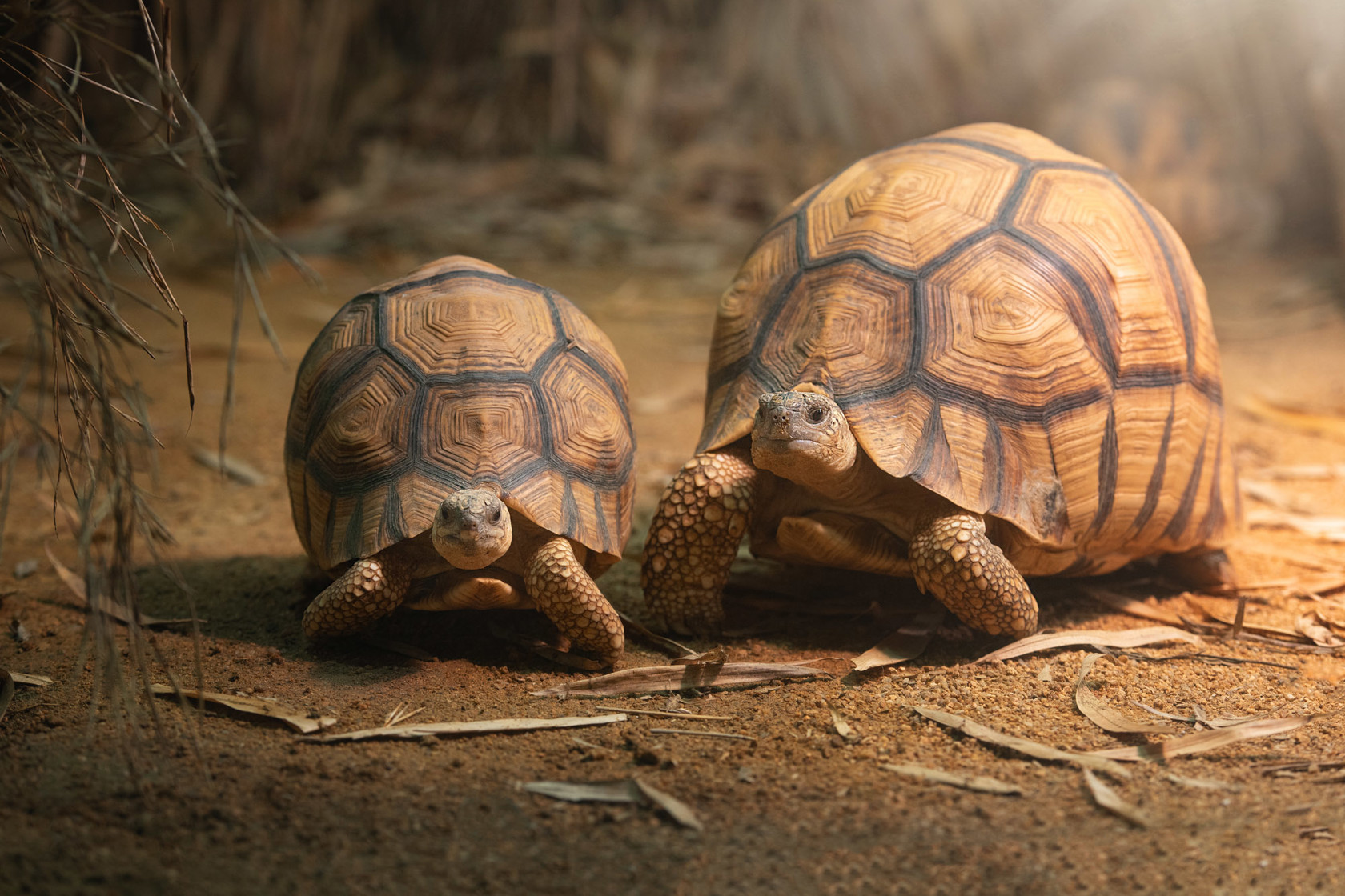 Ploughshare Tortoise 2021 05